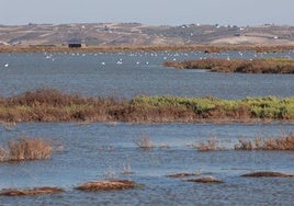 La Fiscalía propone a Medio Ambiente abrir procedimiento contra 250 empresas por extraer agua de manera ilegal en Doñana