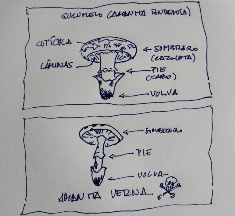 Arriba Amanita ponderosa, el gurumelo, y abajo la peligrosa Amanita verna