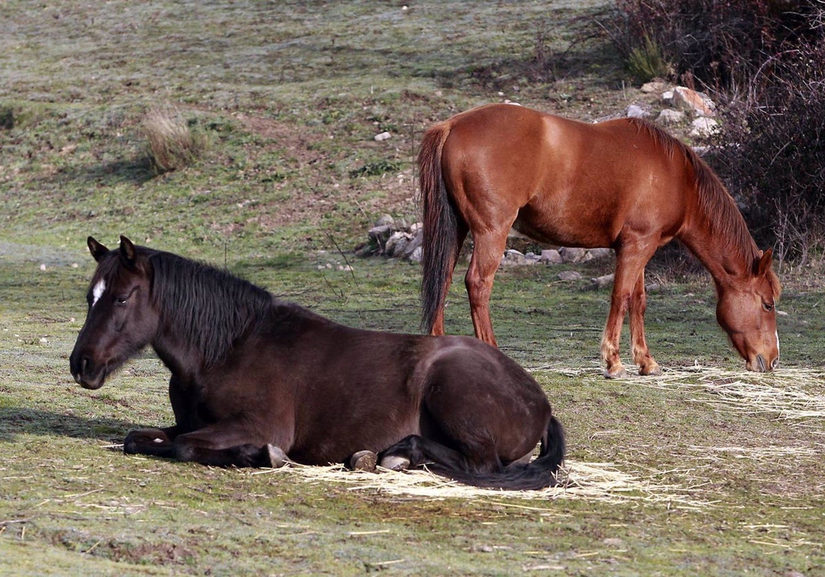 Animales pastando