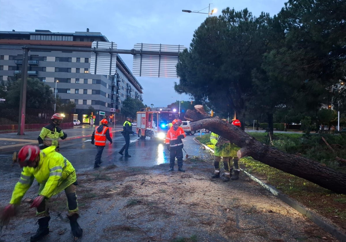 Actuaciones en la avenida Andalucía de Huelva por la caída de árboles