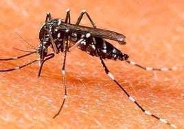 Punta Umbría se pone seria contra los mosquitos