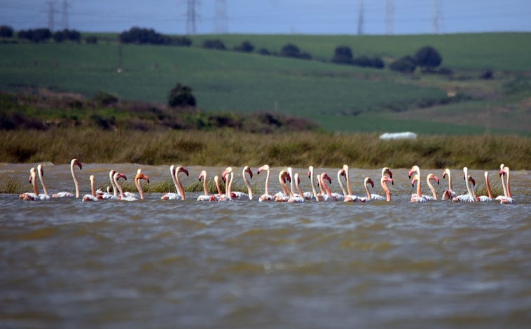 Imagen principal - Flamencos y dos imágenes de la ribera de Moguer