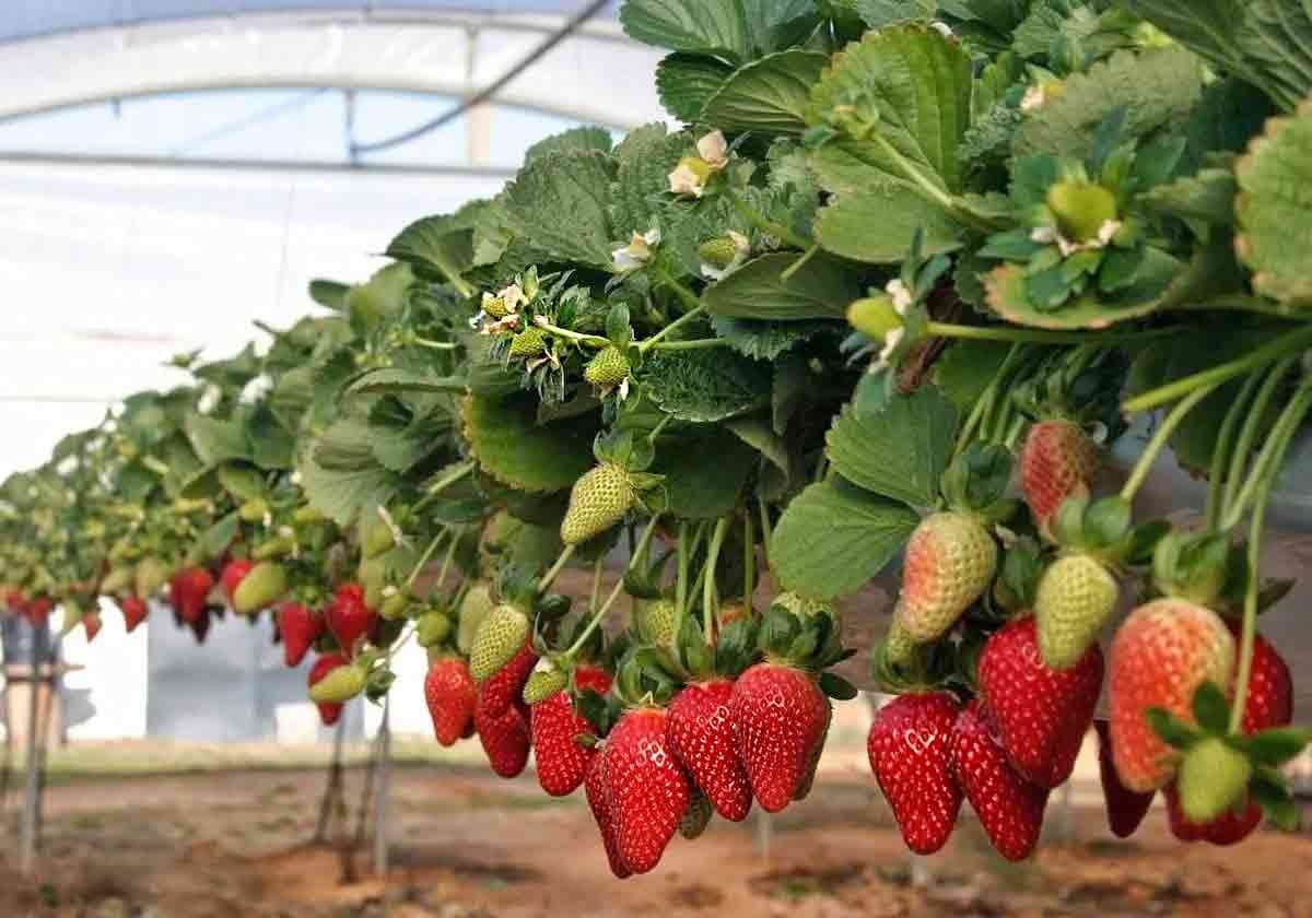 Plantación de fresas