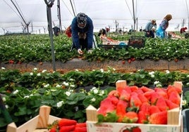 Almonte, «un pueblo seguro y acogedor», se prepara para duplicar su población con la campaña de frutos rojos