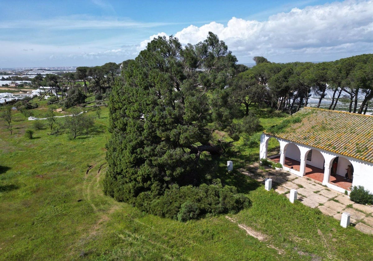 El pino centenario de Fuentepiña, en Moguer