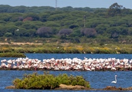 Se multiplican por 20 en menos de un mes los flamencos en el Paraje Marismas del Odiel de Huelva