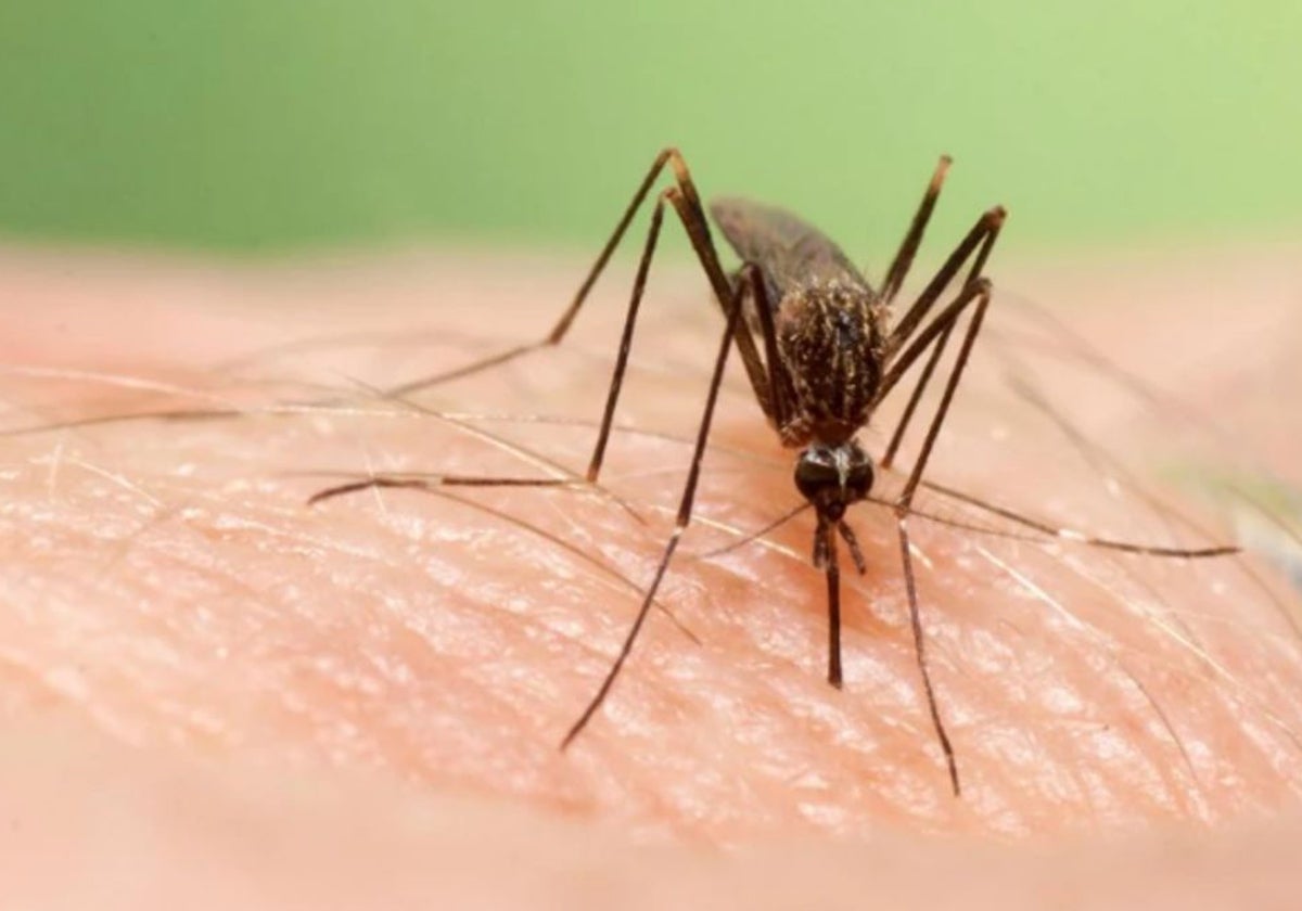 La picadura de un mosquito causa la enfermedad