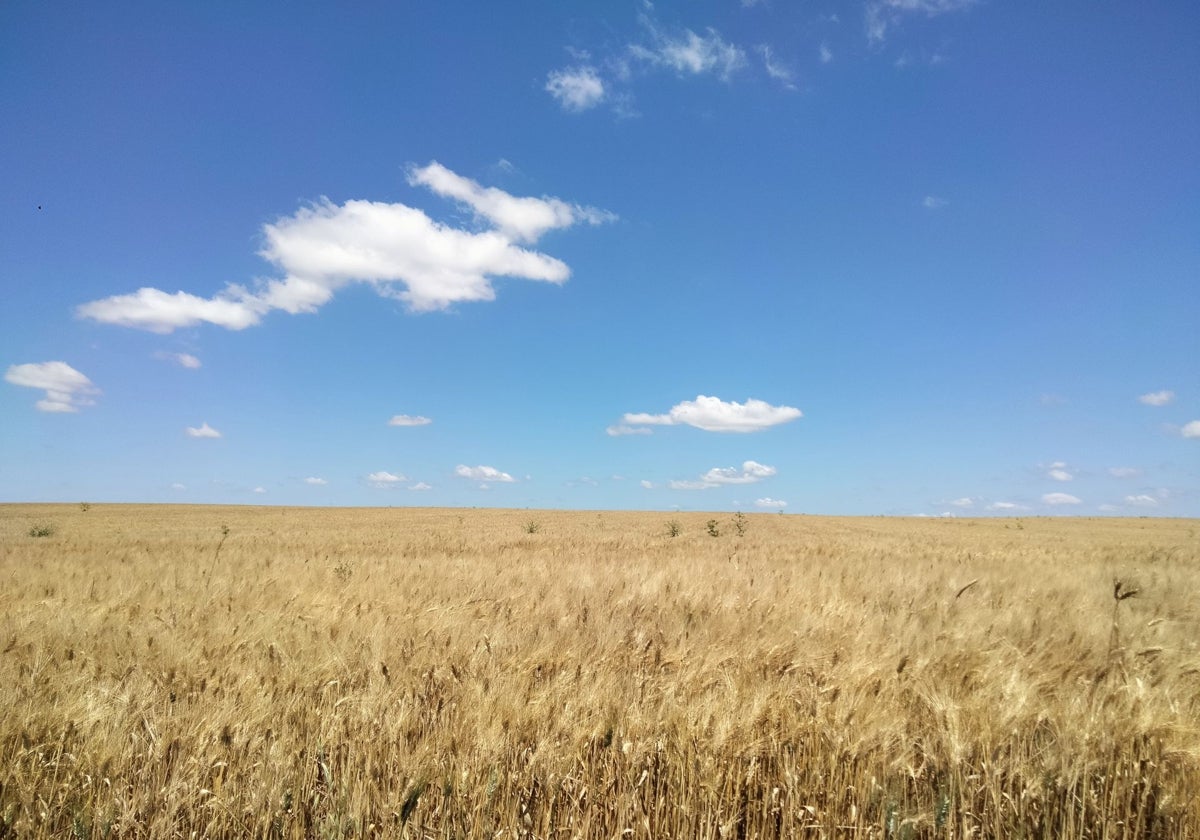 Campo de trigo
