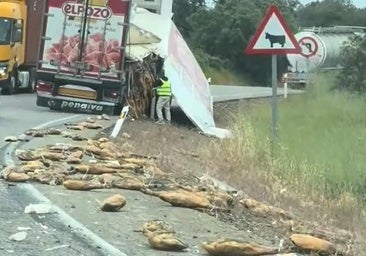 Un camionero tuvo un accidente en la sierra de Huelva y dejó la carretera llena de jamones: «¿No podemos coger uno?»