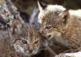 Los últimos cachorros de lince de Doñana salen vivos de su ritual de jerarquía