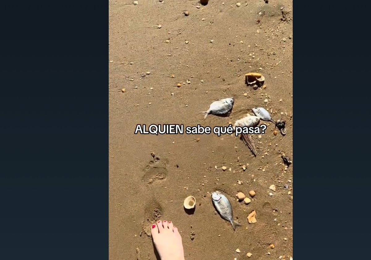 Lo que encontró una paseante en la orilla de la playa de Islantilla