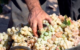 Uvas en el Condado onubense