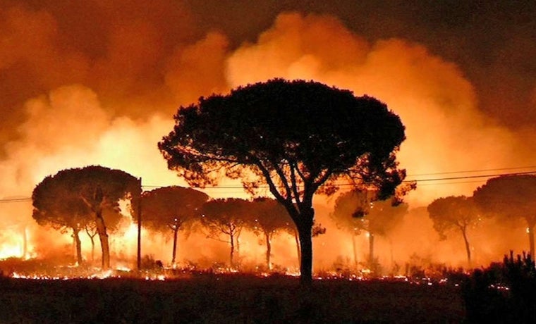 Imágenes del incendio en uno de los pinares afectados