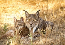 Ejemplares del programa de conservación ex-situ del lince ibérico