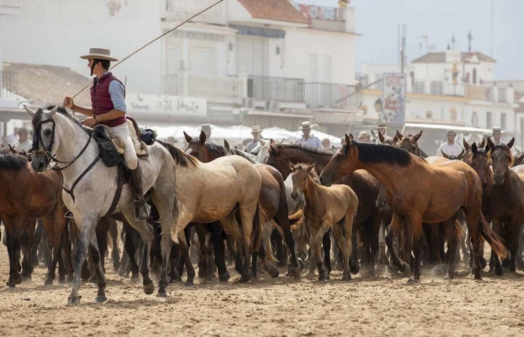 Los equinos atraviesan la aldea conducidos por el yegüerizo