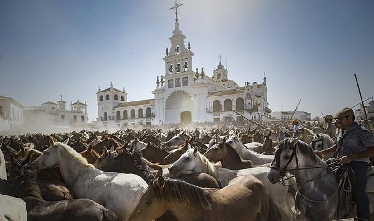 El ganado marismeño frente al santuario del Rocío