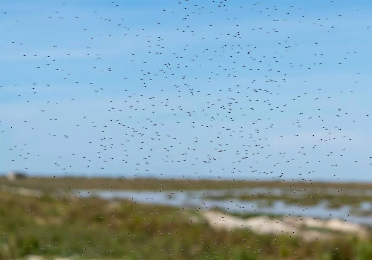 Mosquitos en Doñana