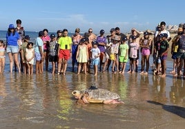 Donatello, este jueves, adentrándose de nuevo en el mar con un emisor satelital instalado