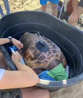 Imagen secundaria 2 - La tortuga boba ha sido liberada este jueves en la playa de Punta Umbría