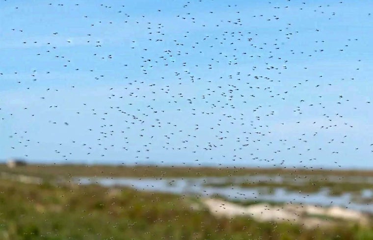 La tecnología y la fumigación en parajes naturales dan un respiro a Huelva frente a los mosquitos