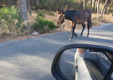 Imagen secundaria 1 - La presencia de equinos sueltos en ciertas carreteras de la provincia es relativamente habitual, además de peligrosa