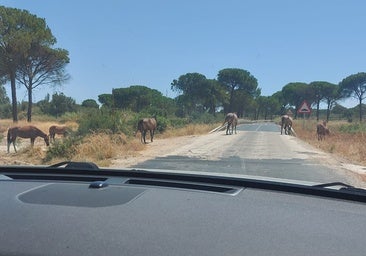 Denuncian el aumento de caballos sueltos en las carreteras de Huelva y exigen medidas urgentes