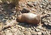 Furtivismo impune en Berrocal: «Cada noche se oyen disparos en el monte»