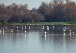 La Comisión de Seguimiento de las zonas de regadío de la Corona Norte de Doñana se actualiza para asumir nuevas competencias