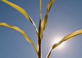 El tiempo en Huelva: la provincia se suma a la ola de calor, con 40 ºC hasta el jueves