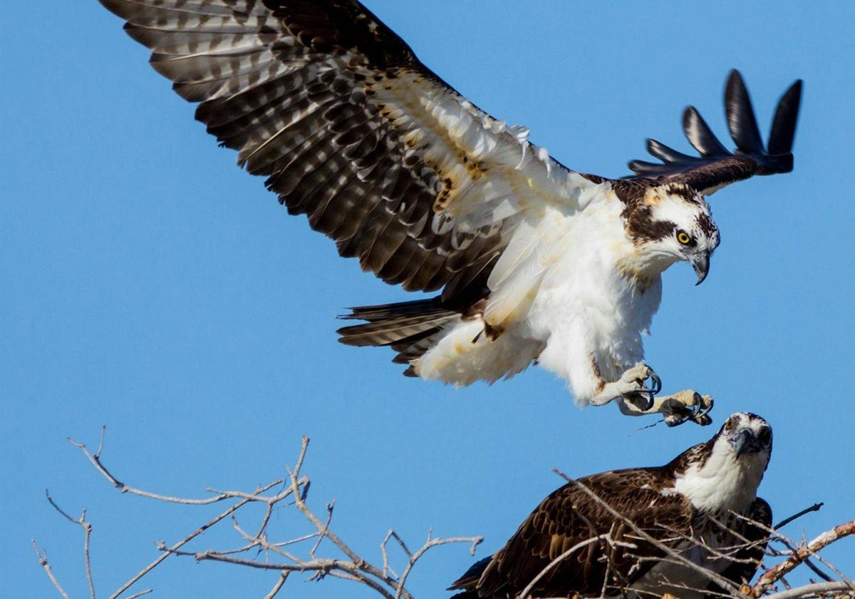 Ejemplares de águila pescadora en Marismas del Odiel