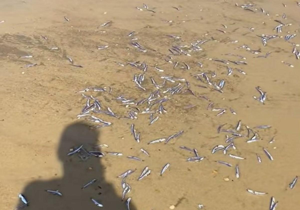 Aparecen miles de boquerones muertos en la playa de Matalascañas
