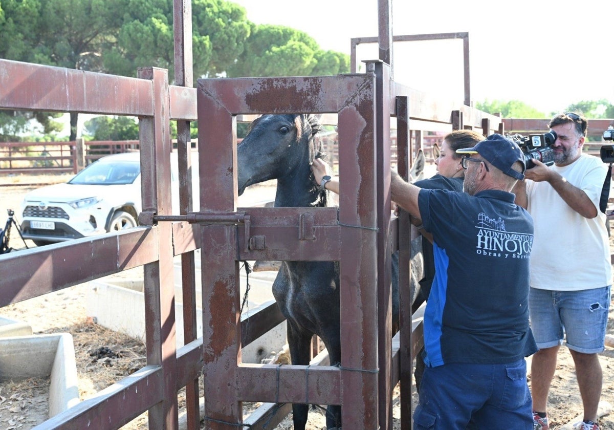 Lectura del microchip a uno de los caballos custodiados por el Ayuntamiento de Hinojos