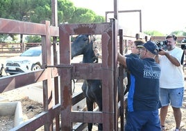 Lectura del microchip a uno de los caballos custodiados por el Ayuntamiento de Hinojos