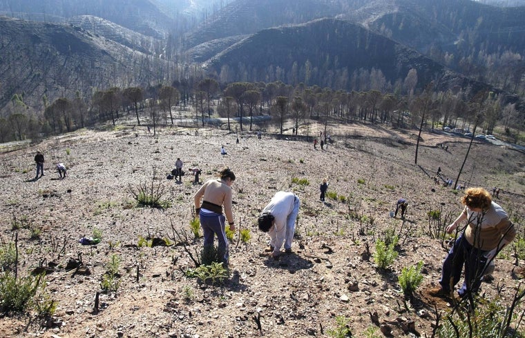 El monte devastado en Berrocal tras el incendio de 2004
