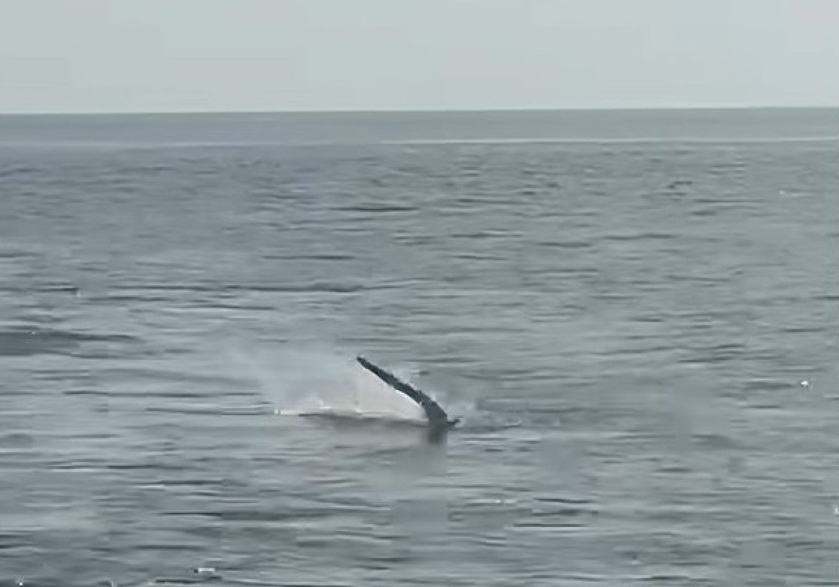 Un tiburón sorprende a un pescador que estaba en las aguas de Mazagón