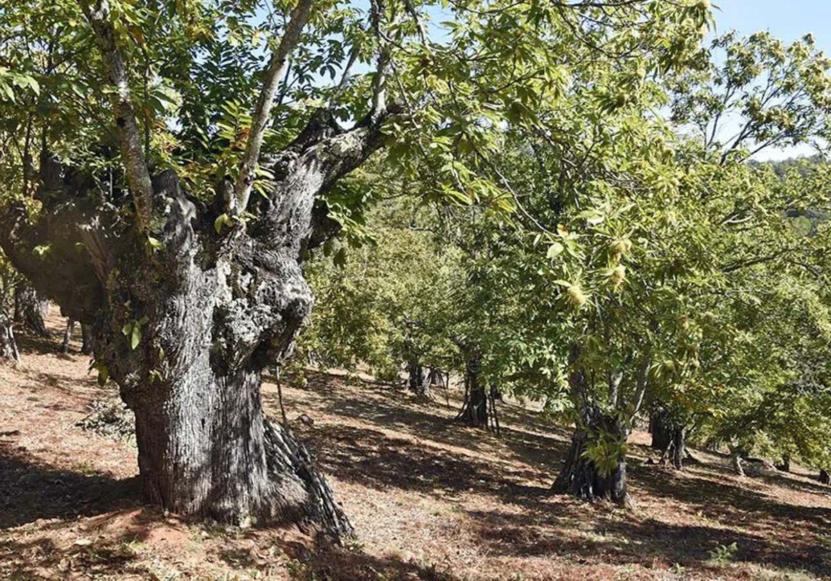 Un castañar en la sierra de Huelva
