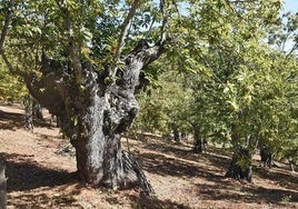 Aracena se convertirá en septiembre en la capital europea de la castaña