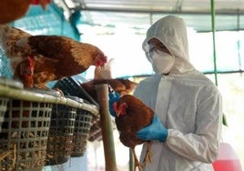 Alerta sanitaria en Huelva por un brote de gripe aviar: eliminadas 8.500 aves de una explotación de El Cerro del Andévalo