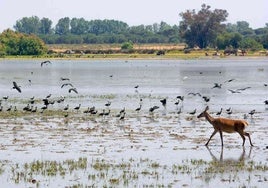 Gripe aviar en Doñana: la Junta eleva el nivel de protección tras confirmarse tres focos