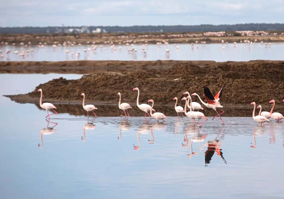 Grupo de flamencos europeos en las Marismas del Odiel en Huelva