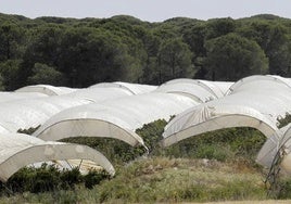 El Gobierno señala que se trata de una primera convocatoria de ayudas a Doñana y que espera «llegar a la superficie total»
