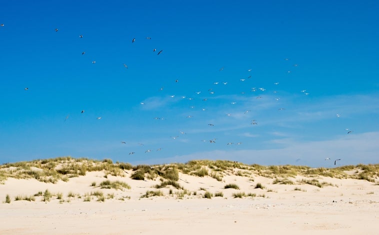 Imagen principal - Paisajes de Doñana