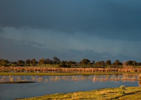 Imagen secundaria 1 - Paisajes de Doñana