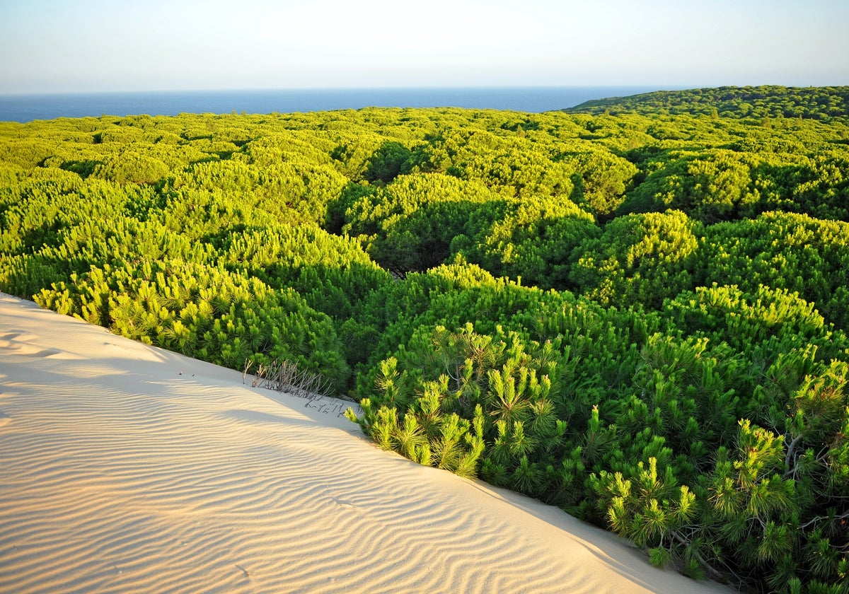 Parque Nacional de Doñana