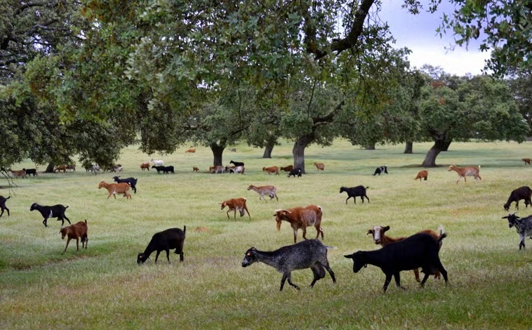 Imagen principal - En este pueblo de Huelva puedes hacer tu propio queso casero en plena naturaleza: «Es entretenido y aprendes muchísimo»