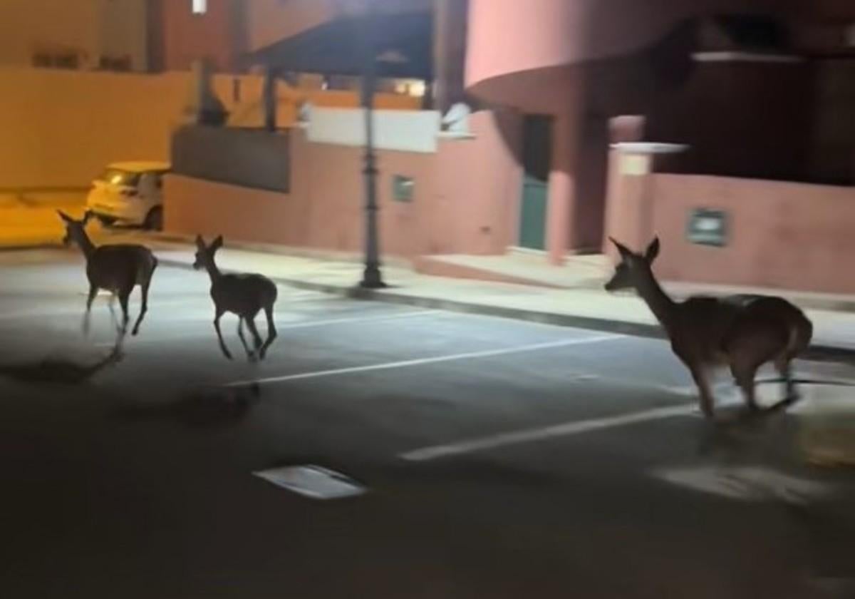 Una manada de ciervos se pasea libremenete por las calles de Matalascañas