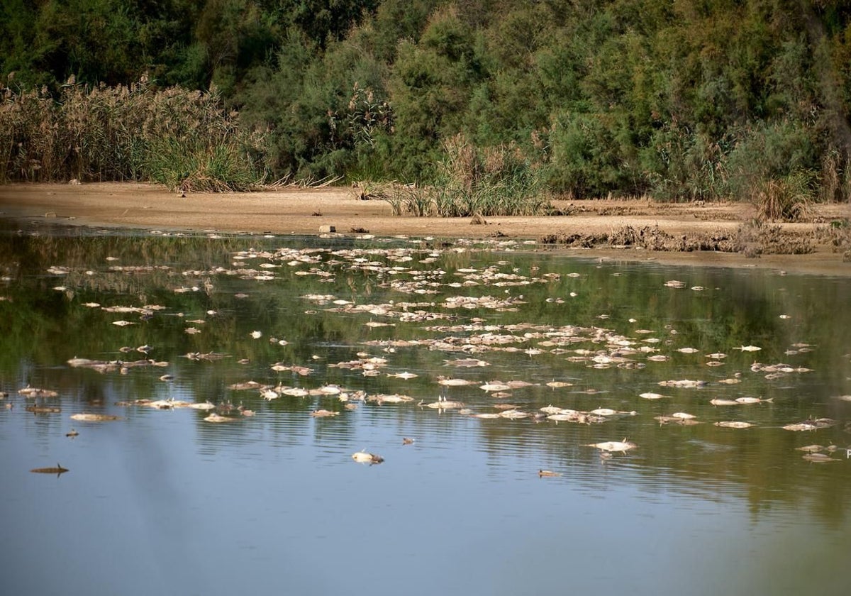 Peces muertos flotando en el estero