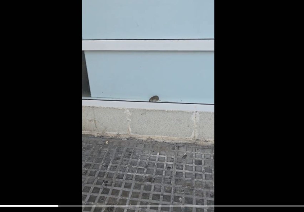 La rata grabada por la usuaria en el hospital