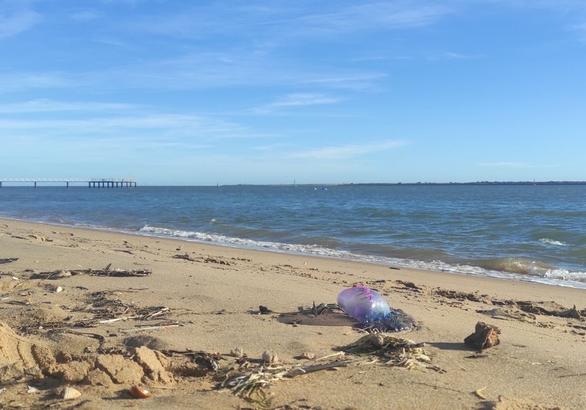 Uno de los ejemplares detectado en la playa de El Vigía