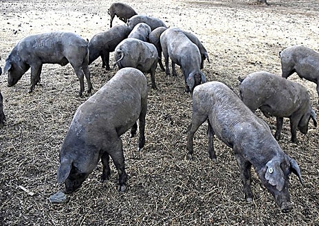 Imagen secundaria 1 - Aracena, dehesa Ruta del Jabugo y cortador de jamón